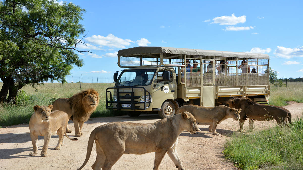 پارک شیر: ماجراجویی در حیات وحش